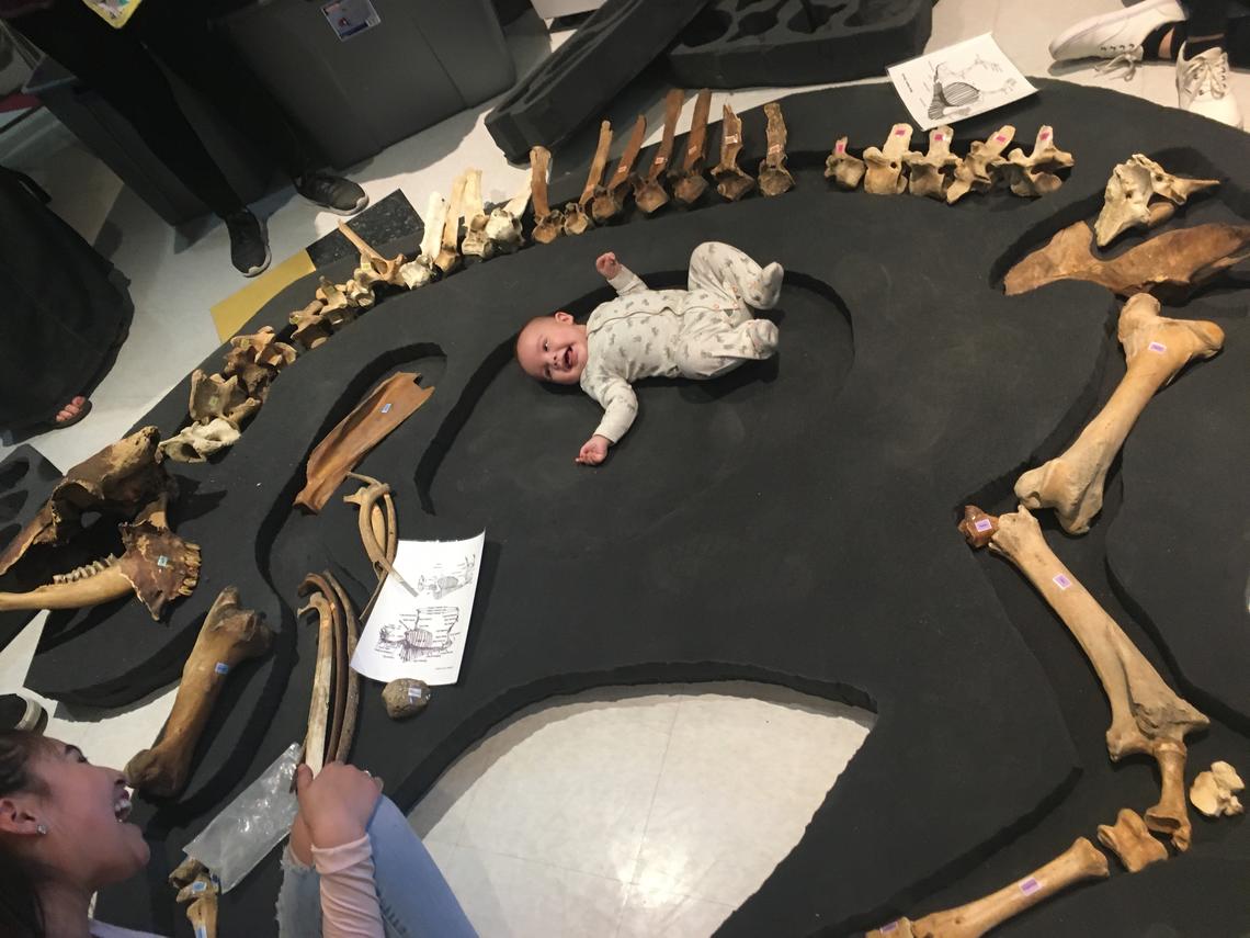 A young Blackfoot couple reconstruct a full bison skeleton, gently placing their baby in the centre of the foam mat as they build the skeleton.