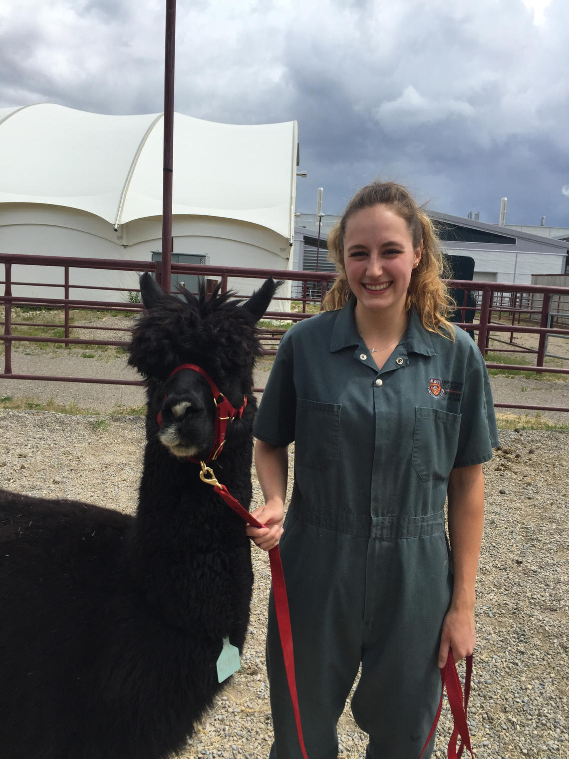 As a veterinarian, Lauren Sherwood plans to work with large animals such as cows, horses ... and the occasional alpaca.