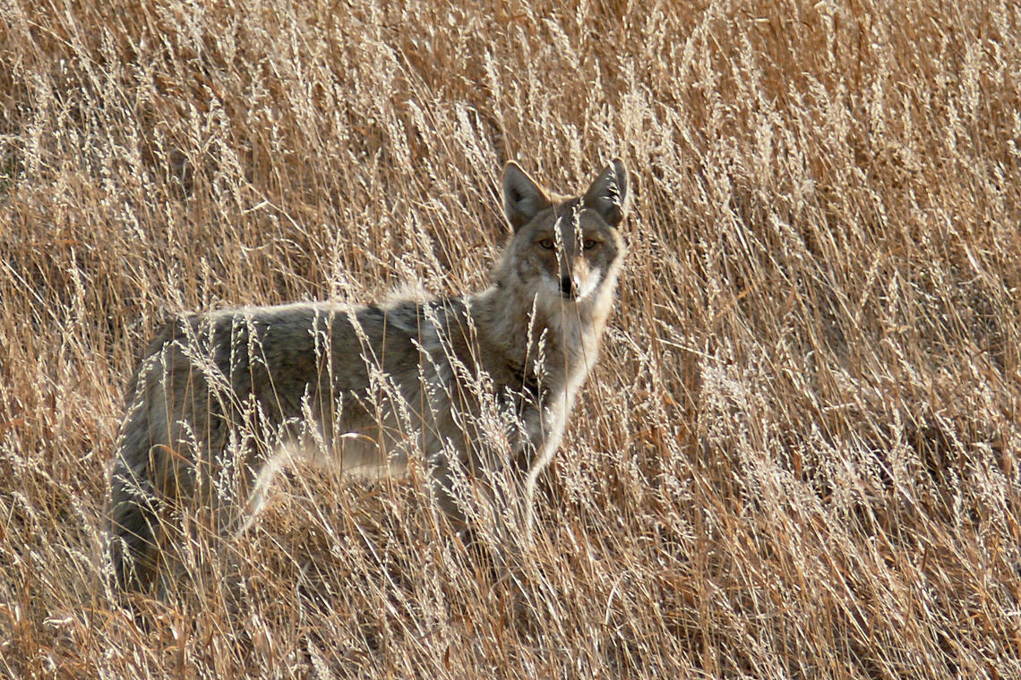 Coyote fall dispersal season