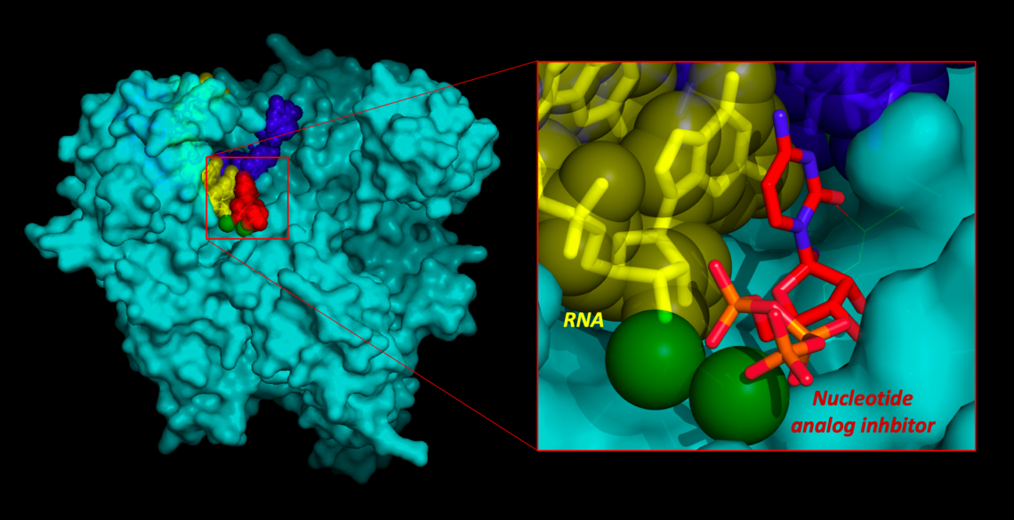 Model of COVID-19 polymerase enzyme bound to RNA and a proposed inhibitor inspired by models of Remdesivir.
