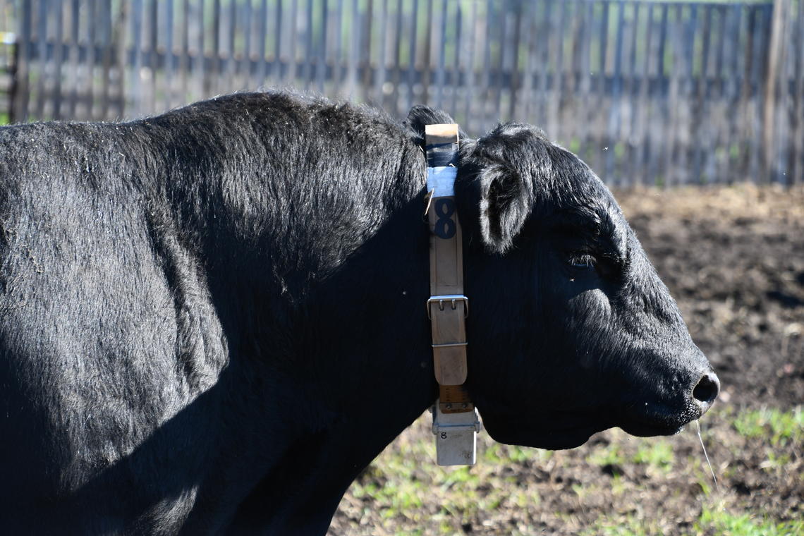 Researchers have attached GPS radio collars to beef bulls at W.A. Ranches to monitor their movements and activities before and during breeding season