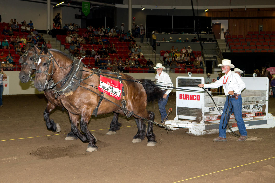 A team takes part in the heavy horse pull competition at the Calgary Stampede in 2015. 