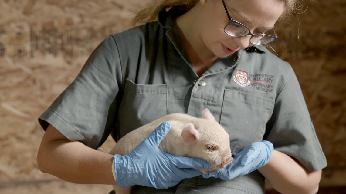 Jessica Law is one of four UCVM alumni practicing at Prairie Swine Health Services in Red Deer.  Photo by Urban Video 