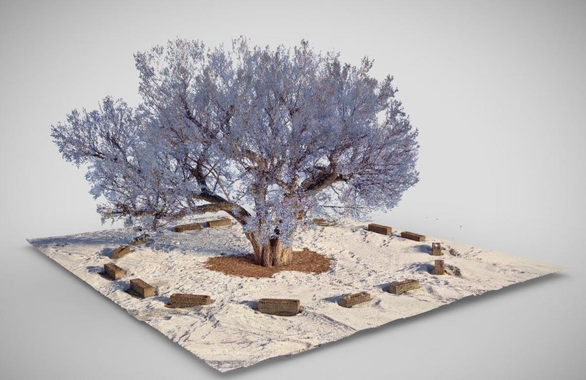 3D rendering of Stampede Elm