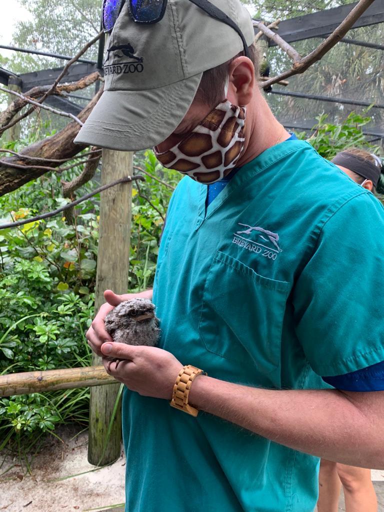 Sporting a giraffe mask, Alan Glassman looks after a tawny frogmouth chick.
