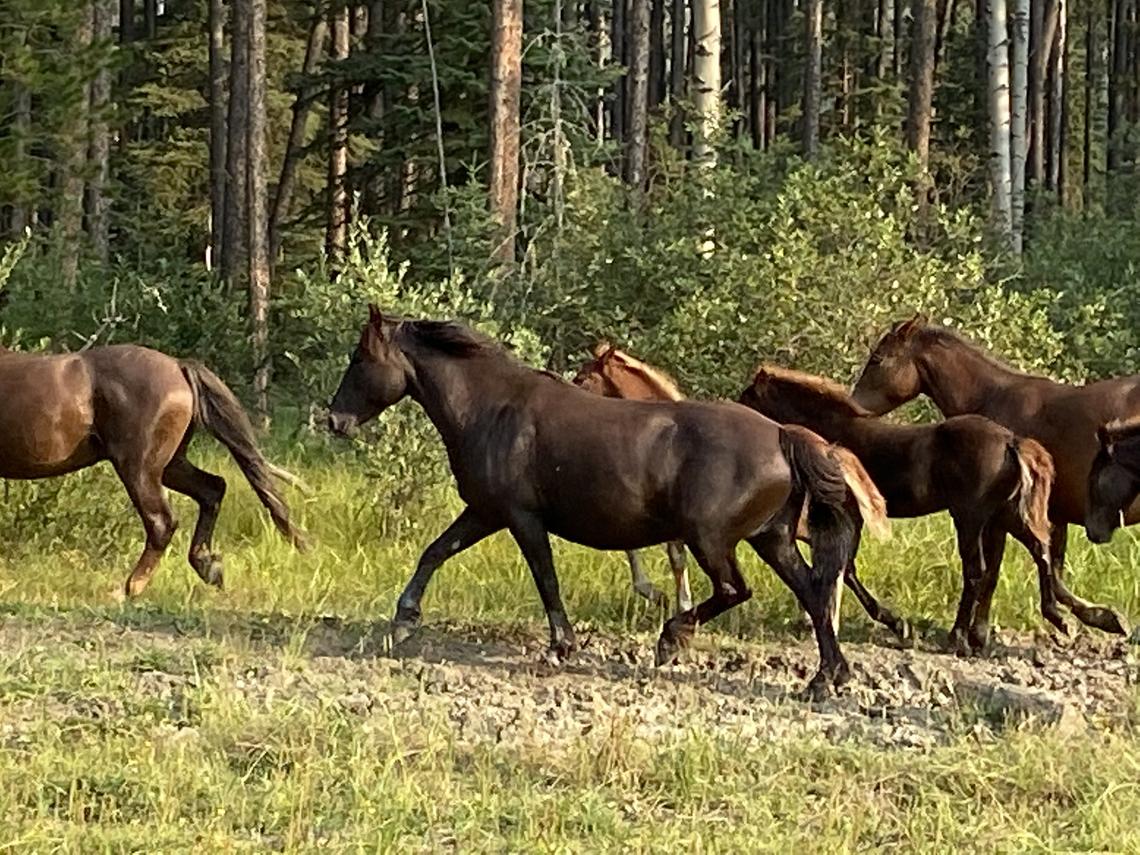 Researchers observed feral horses in the Sundre area to see what plants they were eating that may have anti-parasitic properties.	