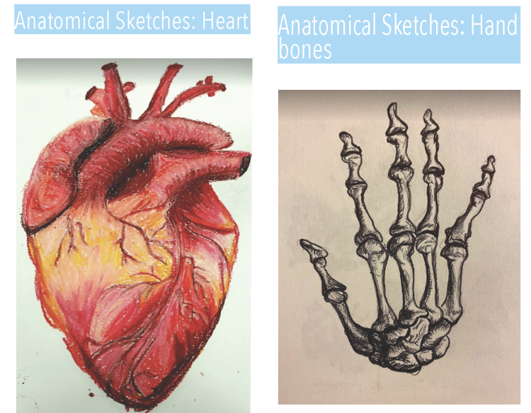 Anatomical sketches by Nadia Bibi: Heart (left), Hand Bones (right)