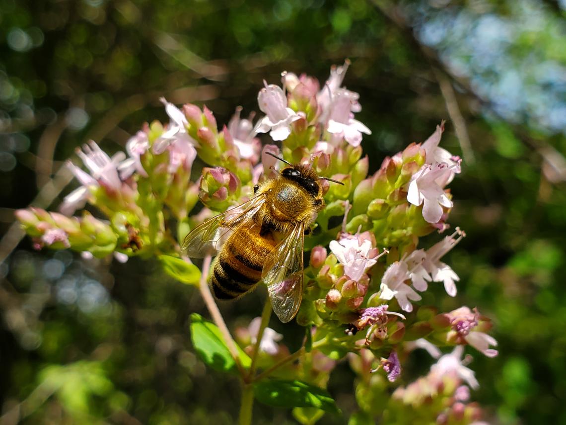 bumblebee photo by Abbie Paulson