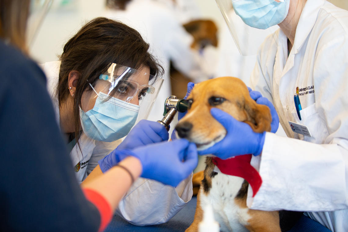 Increasing the number of seats in the DVM program will allow more Alberta students to study veterinary medicine at a time when more vets are badly needed. 