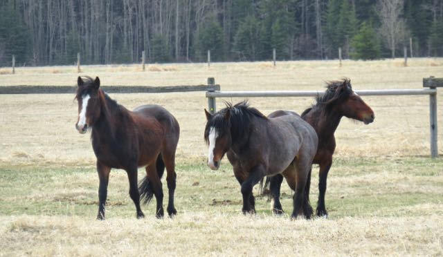 A ‘bachelor group’ of wild stallions