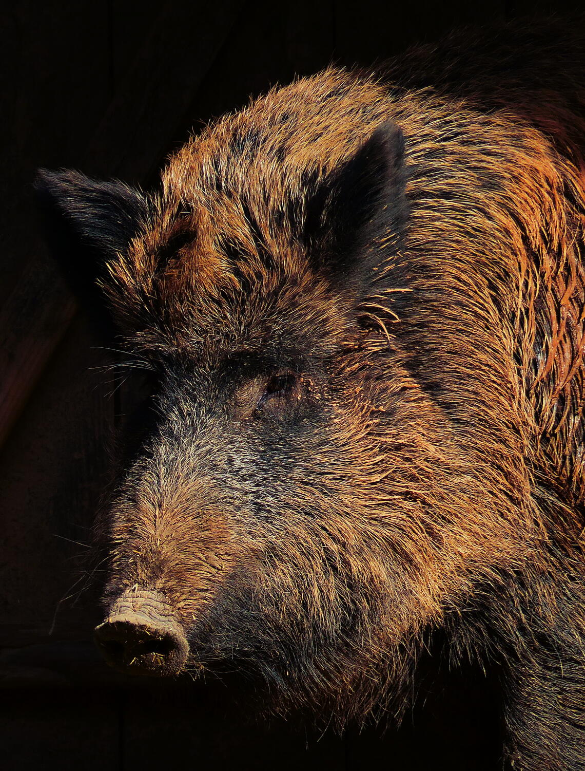 In Alberta, wild boars are considered an invasive pest