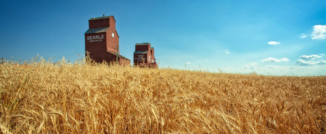 Wheatfields and grain silos outside Rowley, Alberta