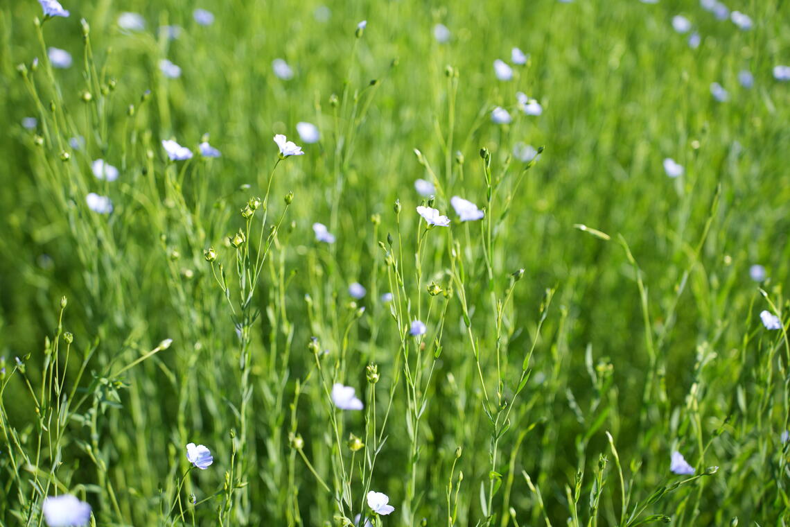 Flax growing in garden