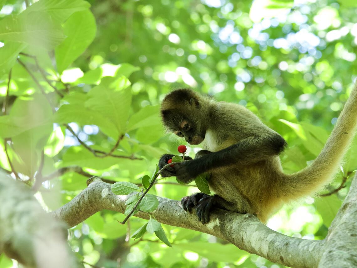 Spider monkey, Megan Mah, Department of Anthropology and Archaeology, University of Calgary