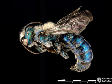 Male Hoplitis fulgida (Leafcutter bee).