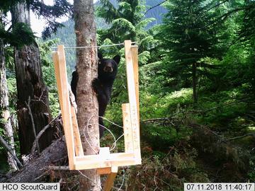 Black bear at a bait station.