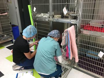 Rebecca Alexander (right) and Alyssa Chrapko monitor rescue patients as part of their rotation at AARCS.