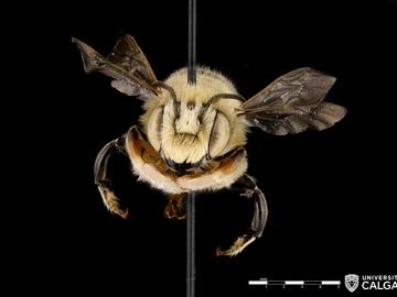 The Leafcutter Bee (Megachile dentitarsus) is one of several hundreds of Bee species collected in the Digital Bee Collection.