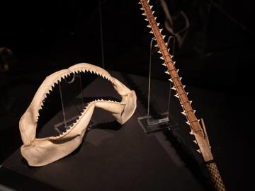Shark tooth sword, Solomon Islands on display in the Zoo Money exhibition. From the Nickle Numismatic Collection.
