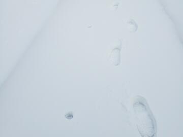 Photo of footprints in the snow with an imprint of a cane alongside the footprints.