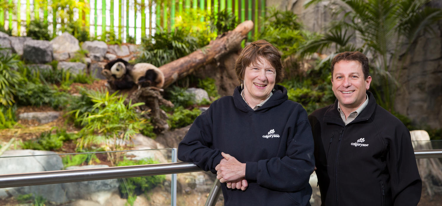 Sandie Black, clinical associate professor in the University of Calgary's Faculty of Veterinary Medicine and head of Veterinary Services at the Calgary Zoo, and Doug Whiteside, clinical associate professor in the Faculty of Veterinary Medicine and senior staff veterinarian at the Calgary Zoo, work with the recently arrived panda bears.