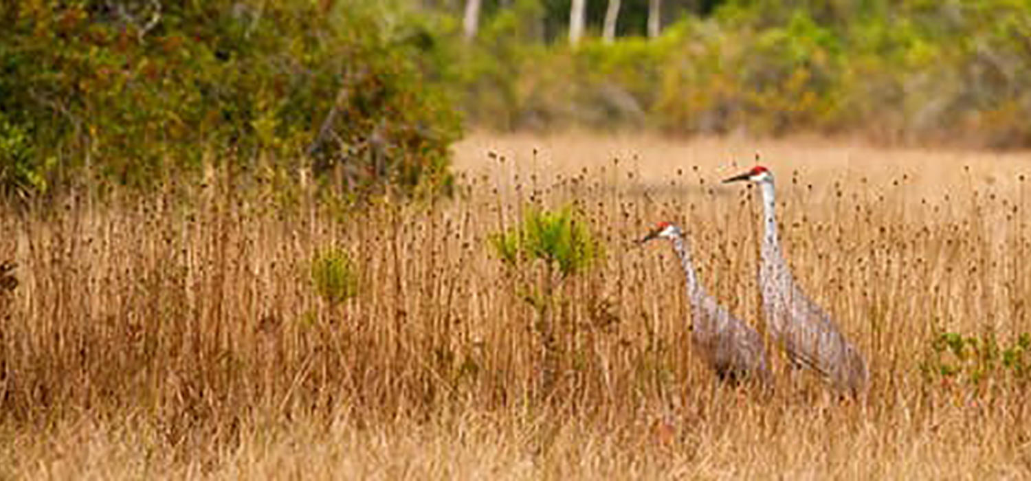 Endangered whooping cranes