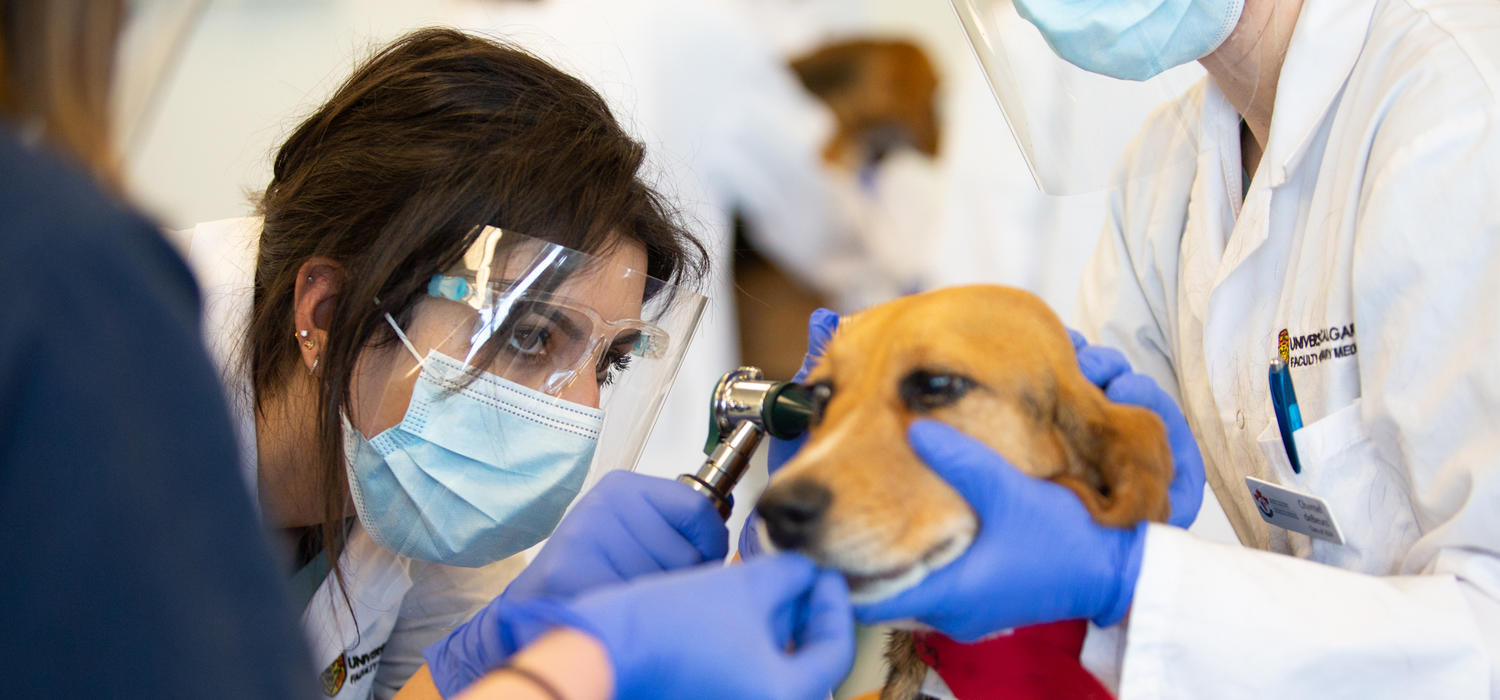 Student Priyanka Mangat examines a beagle during a first-year clinical skills lab. 