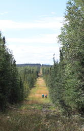 Seismic lines in Alberta's boreal forest boost methane emissions, according to UCalgary study