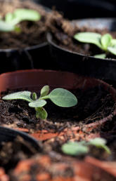 seedlings sprouting from small pots