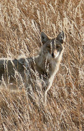 Coyote fall dispersal season