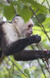 Capuchin mother and infant