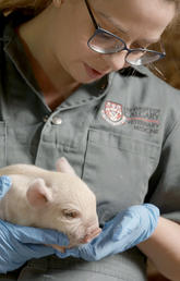 Jessica Law is one of four UCVM alumni practicing at Prairie Swine Health Services in Red Deer. 