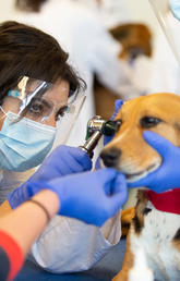 Student Priyanka Mangat examines a beagle during a first-year clinical skills lab. 