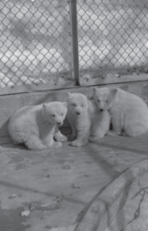 Southampton Island cubs, 1943.
