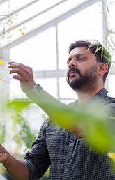 Man in greenhouse touching canola plants