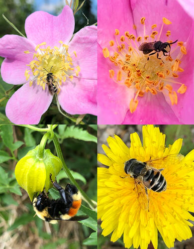 Some of the most commonly observed pollinator species in Calgary.
