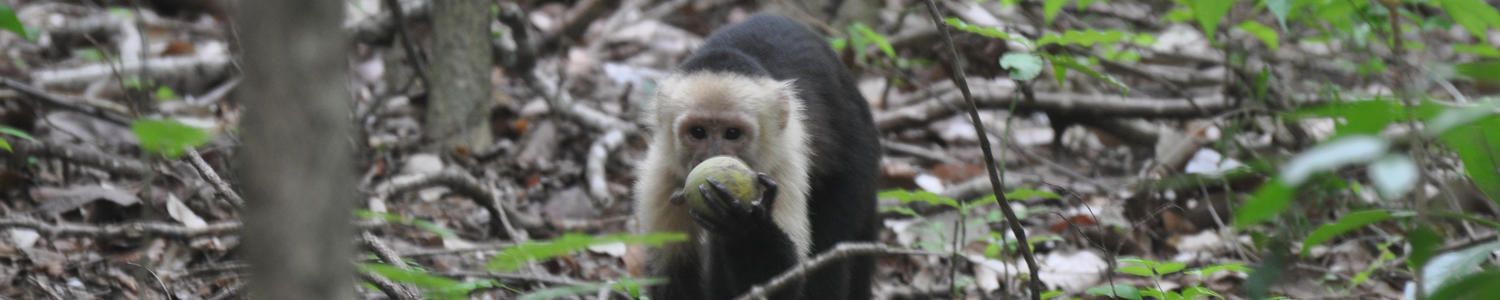 capuchin