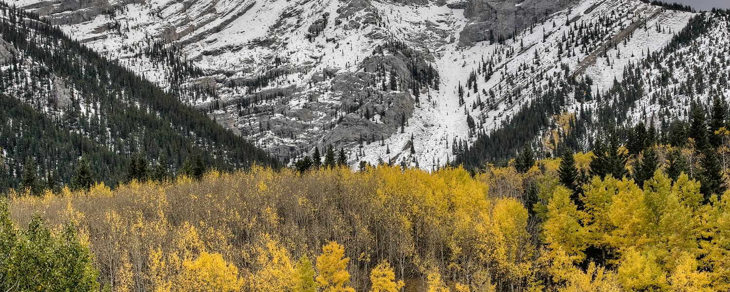 Colourbox stock photo of Kananaskis in the fall shows yellow trees in front of mountains