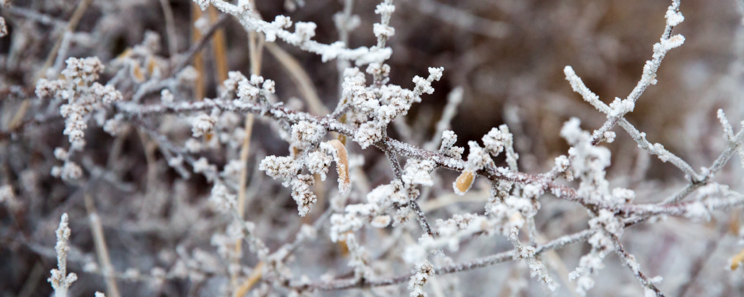 Tree branches in the winter