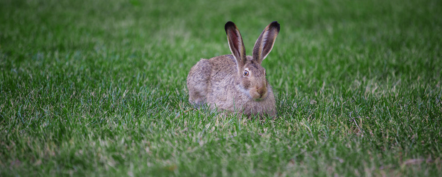 Hare in the grass