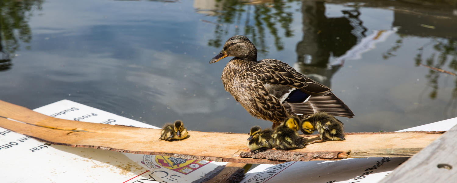 Ducks on a pond at the UCalgary campus