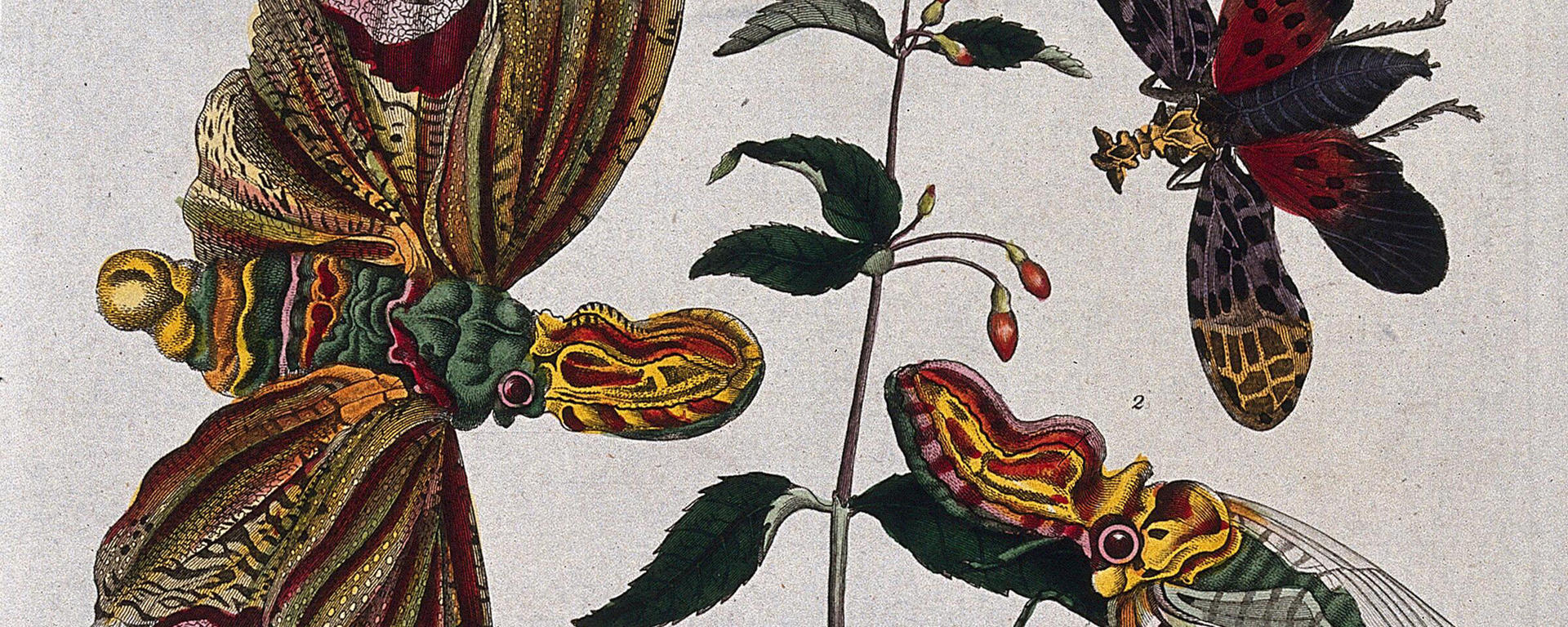 Early manuscript illustration of fuscia plant with flying insects