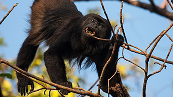 Howler monkey