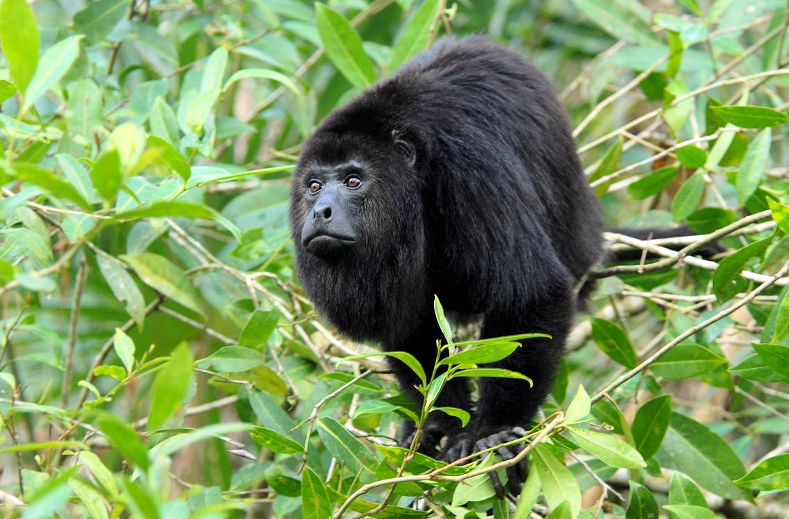 Black Howler Monkey Black Howler Monkey