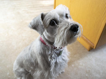 A close-up photo of a grey-white dog, perhaps a Wheaton terrier