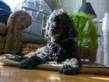 A black curly haired dog lies on its dog bed on the floor