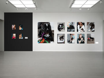 On a gallery wall at left, four semi-risqué photos of body parts. At right, 9 photos of a Boston Terrier