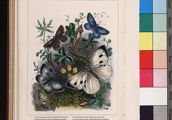 Natural history