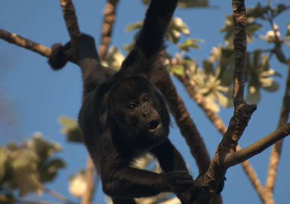 Howler monkey