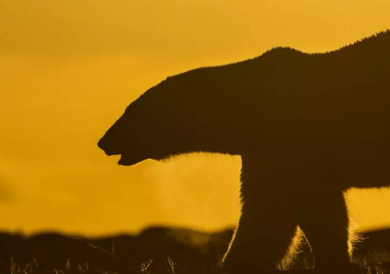 A polar bear in silhouette in front of a yellow sky.